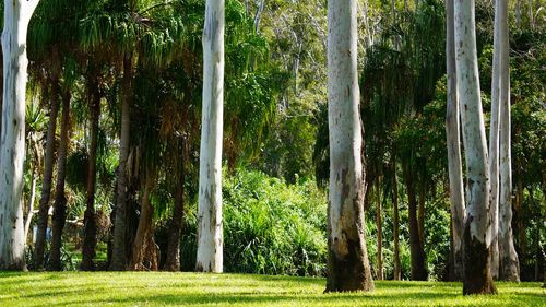 Trees on landscape