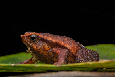 Close-up of a lizard