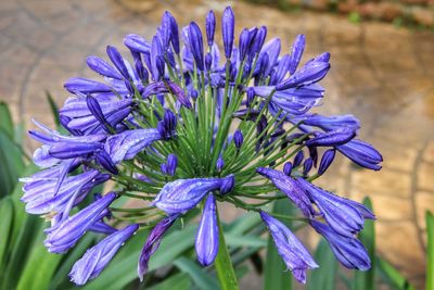 Close-up of fresh purple flowers blooming outdoors