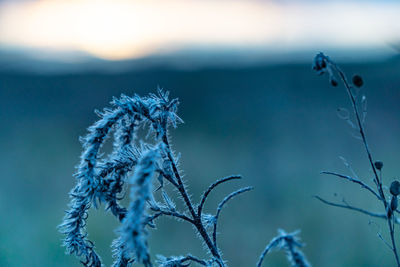 Close-up of frozen plant during winter