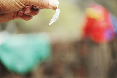 Close-up of hand holding flower