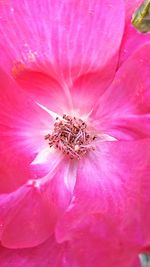 Close-up of pink flower