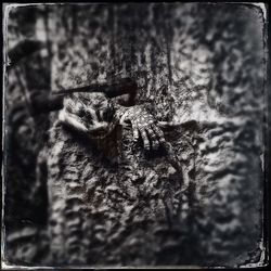 Close-up of insect on wood