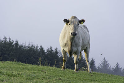 Portrait of white cow standing on sloping field