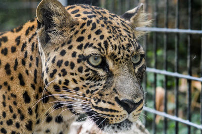 Close-up of tiger in zoo