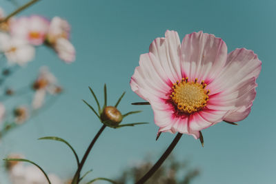 Close-up of pink flower