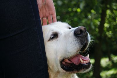 Close-up of dog