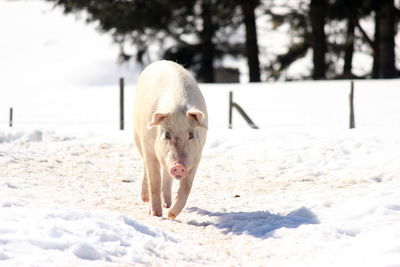 Close-up of pig on snow