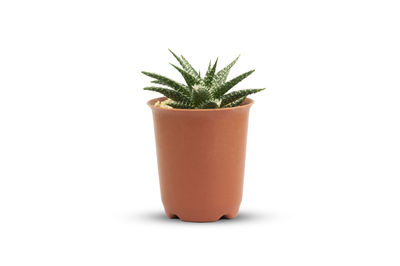 Close-up of potted plant against white background