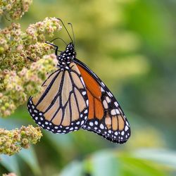Close-up of butterfly on flower