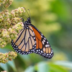 Close-up of butterfly on flower