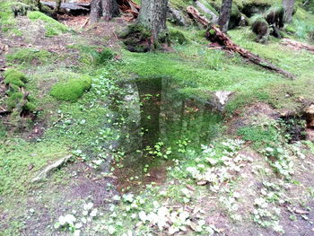 High angle view of trees by lake in forest