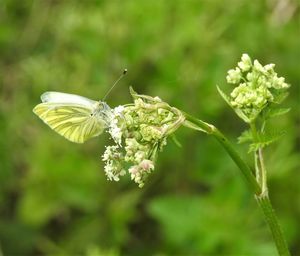 Close-up of butterfly pollinating on flower