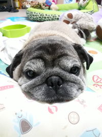 Close-up portrait of a dog