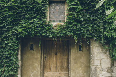 Ivy growing on door