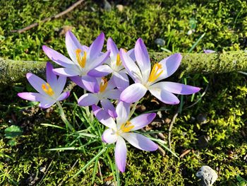 Close-up of purple crocus flowers on field