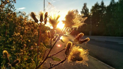 Close-up of plants against sky at sunset