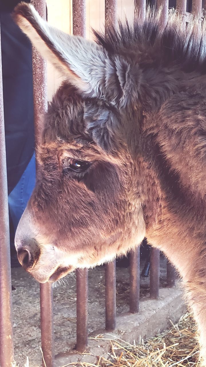 VIEW OF A HORSE IN ZOO