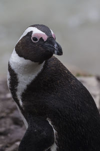 Close-up of penguin at beach
