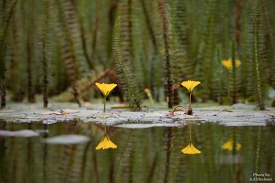 Close-up of water lily in lake