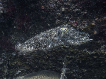 Fish swimming in sea