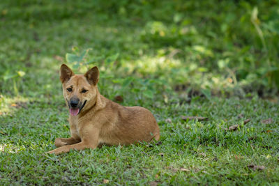 Portrait of dog on field