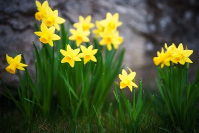 Close-up of yellow flowers blooming on field