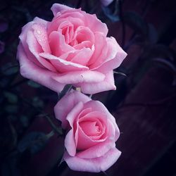 Close-up of pink rose
