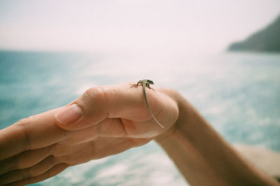 Close-up of cropped hand