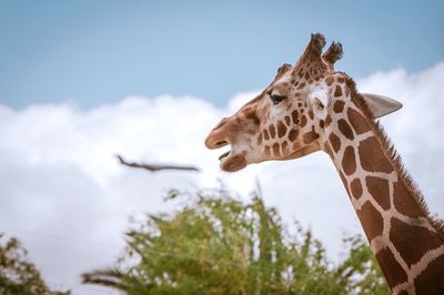 Low angle view of giraffe against sky