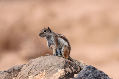 A spanish chipmunk looking for his family. this picture was taken on july 25, 2020 on a canon.
