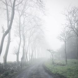 Road amidst trees against sky during winter