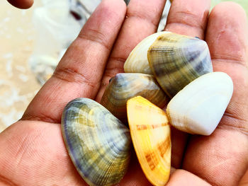 Close-up of hand holding seashells