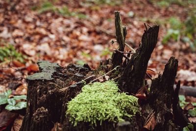 Close-up of tree stump in forest