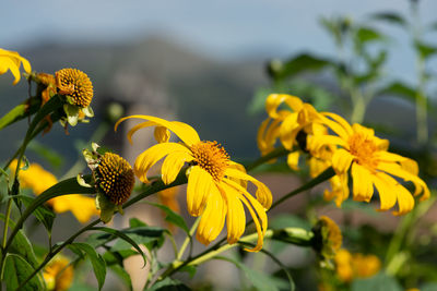 Close-up of yellow flowering plant