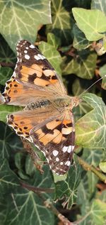 Close-up of butterfly on leaf
