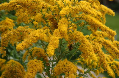 Close up of yellow flowers