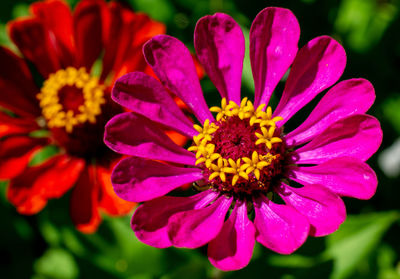 Close-up of pink flower