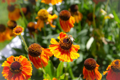 Close-up of bee on yellow flowers