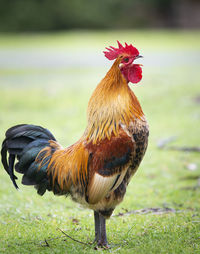 Close-up of rooster on land