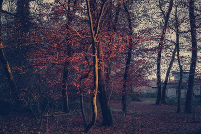 Close-up of trees in forest