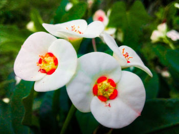 Close-up of red flowers blooming outdoors