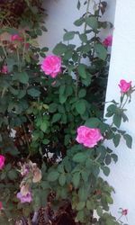 Close-up of pink flowers