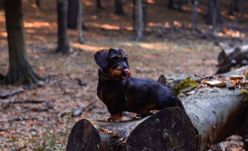 Black dog lying on log