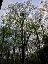 Low angle view of tree against sky