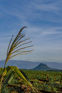 Plants growing on field against sky