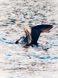 Duck swimming in a lake