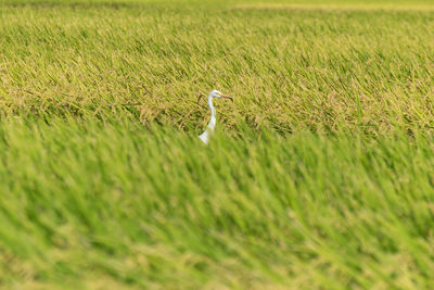 High angle view of gray heron perching on field