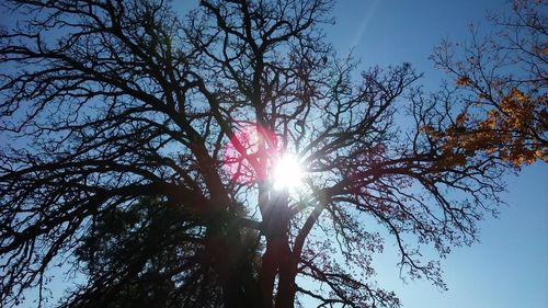 Low angle view of trees against sky