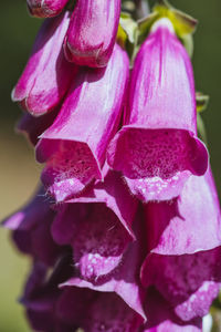 Close-up of pink rose flower